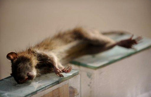Uczestnicy programu I'm A Celebrity... Get Me Out Of Here! zabili i zjedli szczura | Foto: France24.com