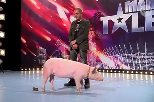 Świnia wypróżniła się na scenie programu "Mam Talent" | fot. TVN